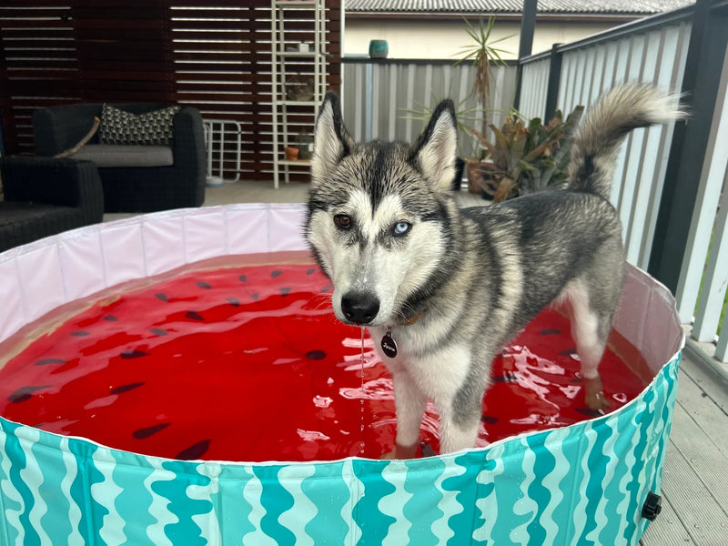 Charlie’s Portable Pet Pool Watermelon - Large