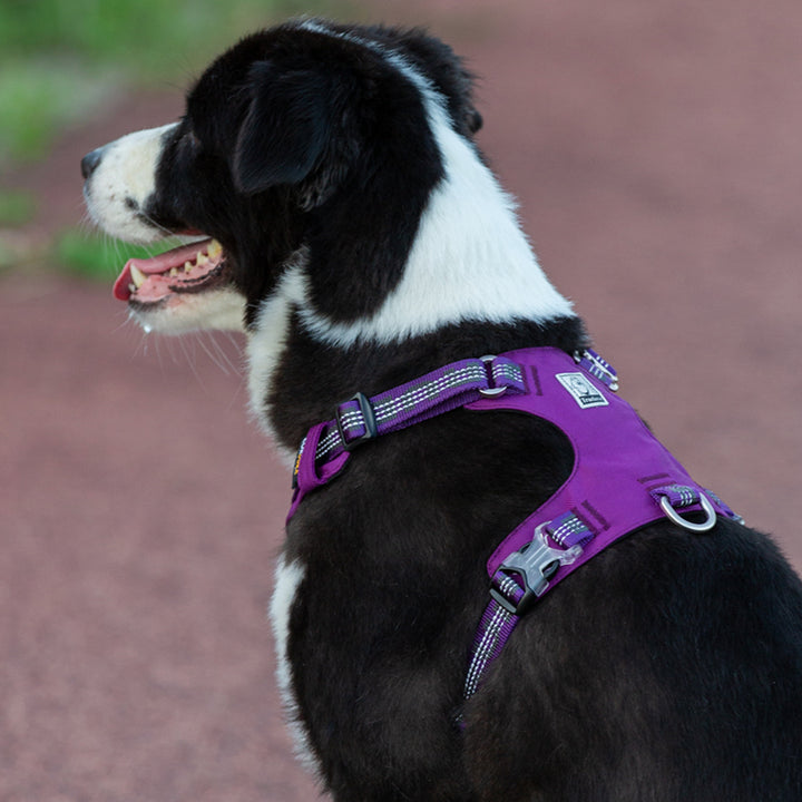 True Love Lightweight Reflective Harness - Purple, S-1831155642690310149