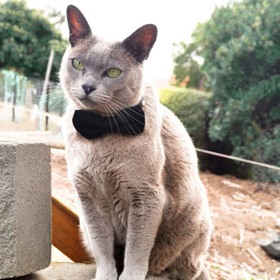 Dan & Sam Cat Collar and Bowtie - Feeling Fancy